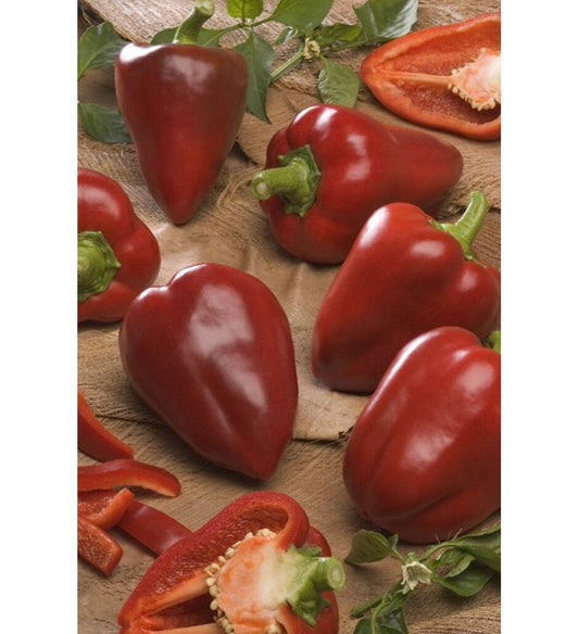 Plantón Pimiento Morrón De Conserva (10 Unidades)_0