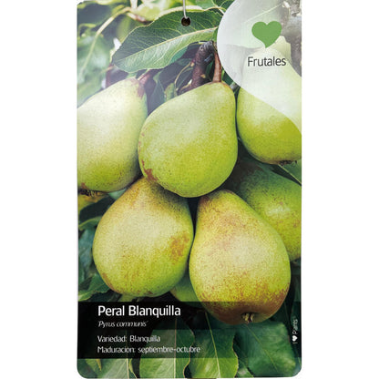 Peral Blanquilla M22 150cm (septiembre - Octubre)_0