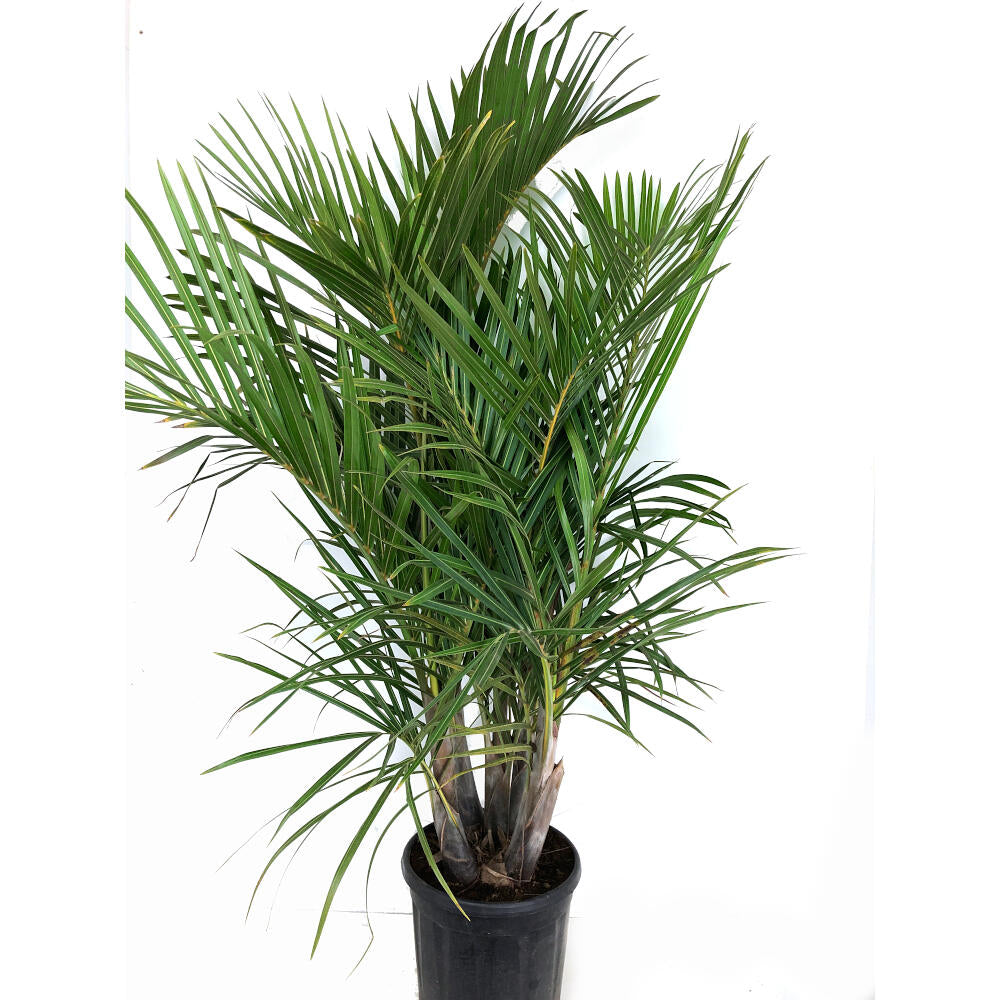 Mascarena Verschaffeltii Grupo M32  150cm