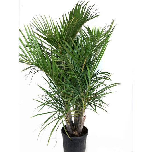 Mascarena Verschaffeltii Grupo M32  150cm_0