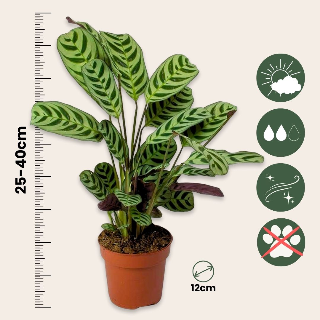 Planta De Oración - 2 Pzs - Ctenanthe 'burle-marxii' - Altura 25-40cm - ⌀12cm_2