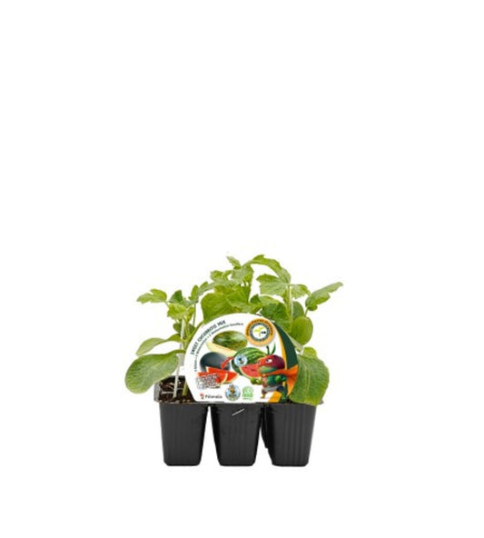 Plack plantones sandía+melón mix injertado híbrido 6 Ud. natural - Fitoralia_0