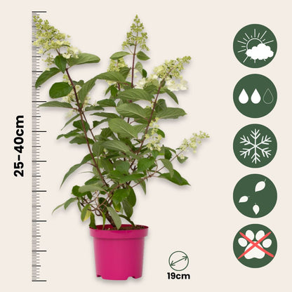 Hortensia - 2 Pzs - Hydrangea Paniculata 'pinky Winky' - Altura 25-40cm - ⌀19cm_2