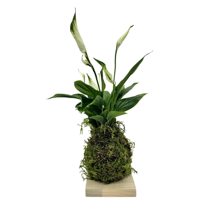 Planta Lirio De Paz Kokedama Natural_0
