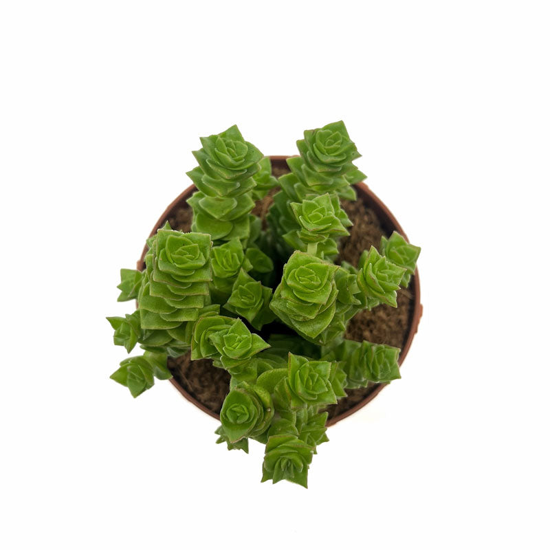 Crassula Green Pagoda Cactus Y Suculentas M8,5 cm Ø_1