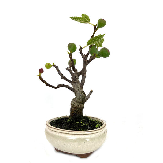 Bonsai Higuera 8 Años  30cm