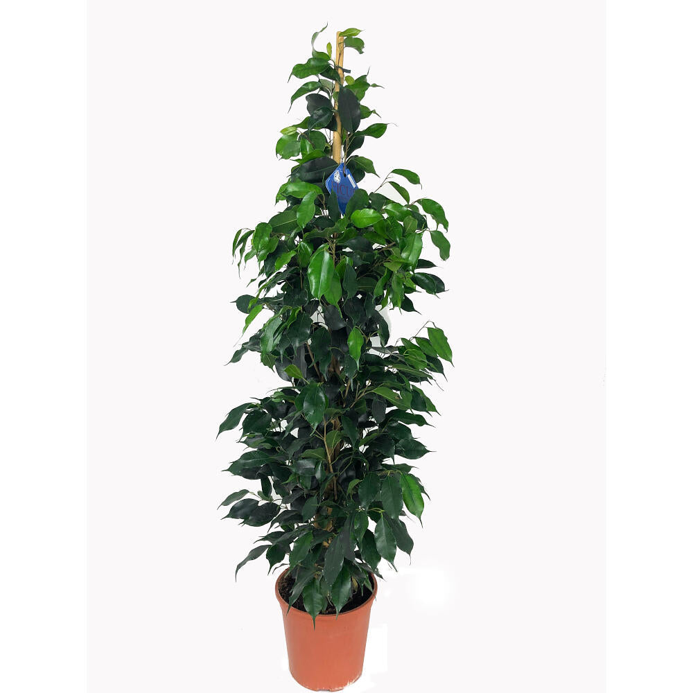 Ficus Daniel M20 120cm_0