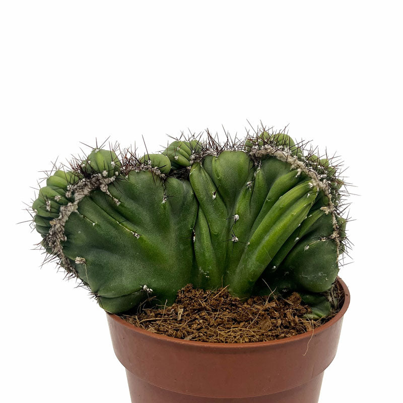 Cereus Peruvianus Monstruoso Crestata Cactus Y Suculentas M8,5 cm Ø_0