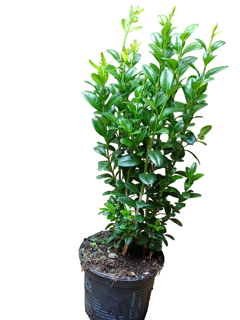 Buxus Arbusto Bola 1 Planta Joven Ø9cm Plantas Para Setos Y Decoración Exterior_0