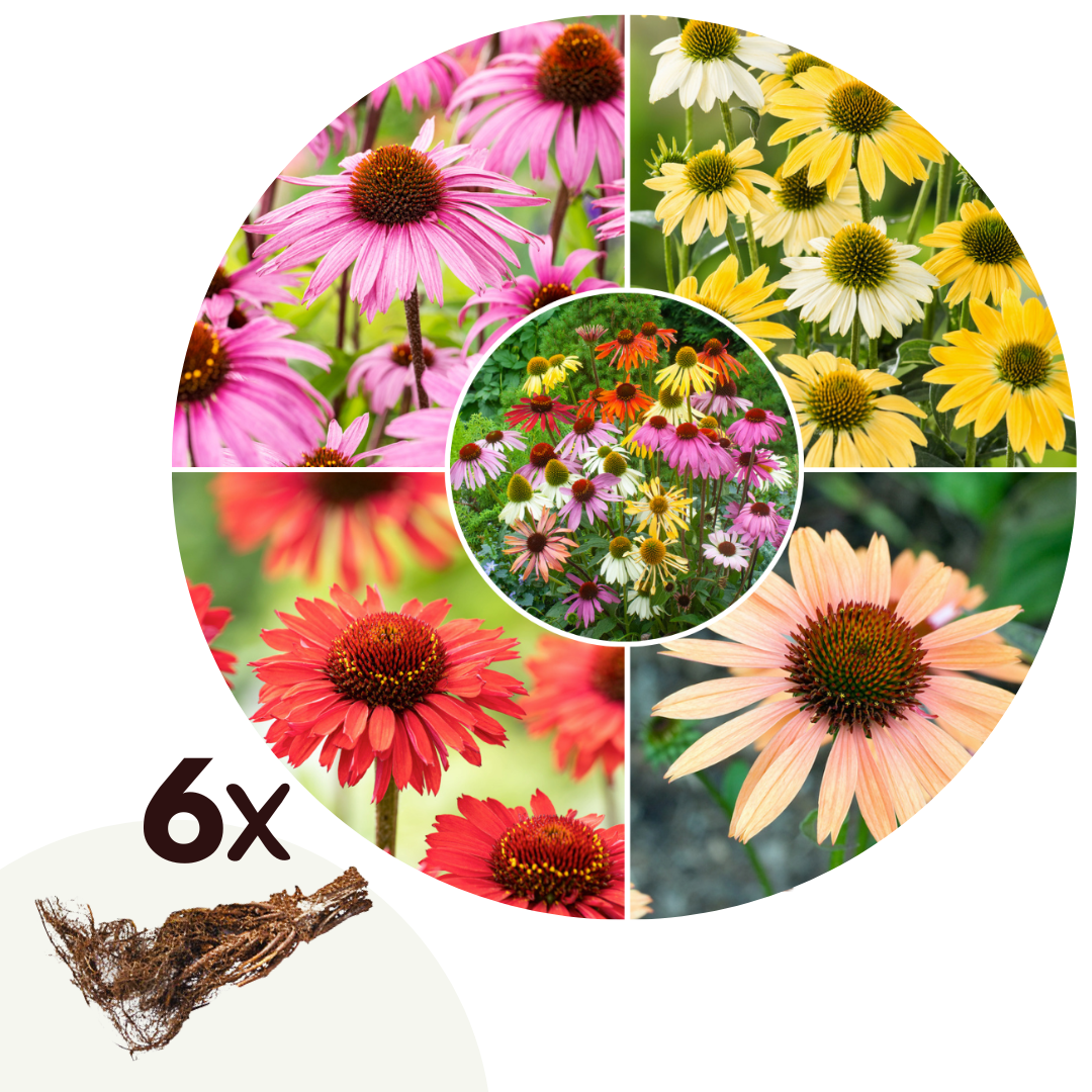 Equinácea - 6 Pzs - Echinacea Mix - Cepellones_0