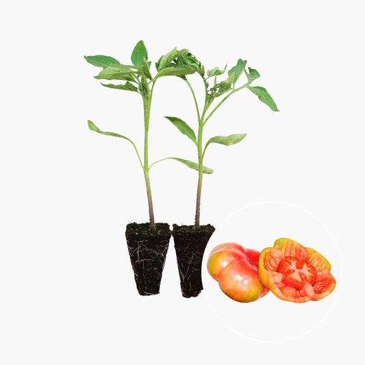 Plantón Tomate Rosa Montserrat 6 Unidades - PlantaBo_0