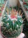 Stenocactus Multicostatus Cactus Planta 5 Cms