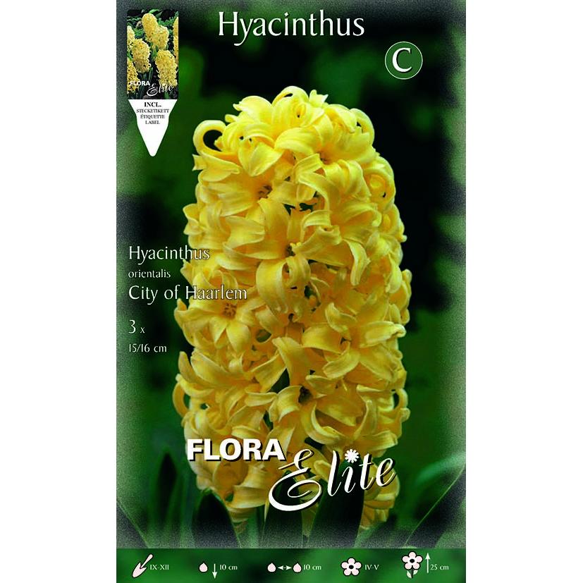 Bulbos Jacinto amarillo 3 uds