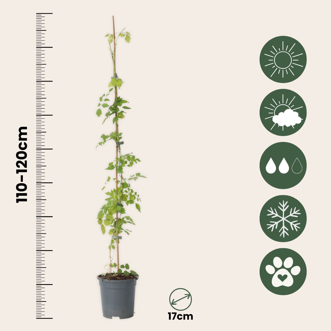 Trompeta Dorada - Campsis Radicans - Altura 110-120cm - ⌀17cm