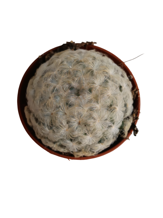 Cactus Mammillaria Plumosa Planta Ø5_0