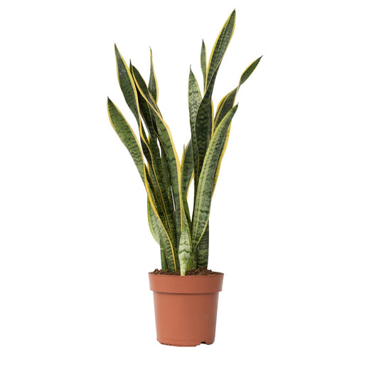 Lengua De Suegra - Sansevieria Trifasciata Laurentii - Altura 65-75cm - ⌀21cm