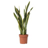 Lengua De Suegra - Sansevieria Trifasciata Laurentii - Altura 65-75cm - ⌀21cm