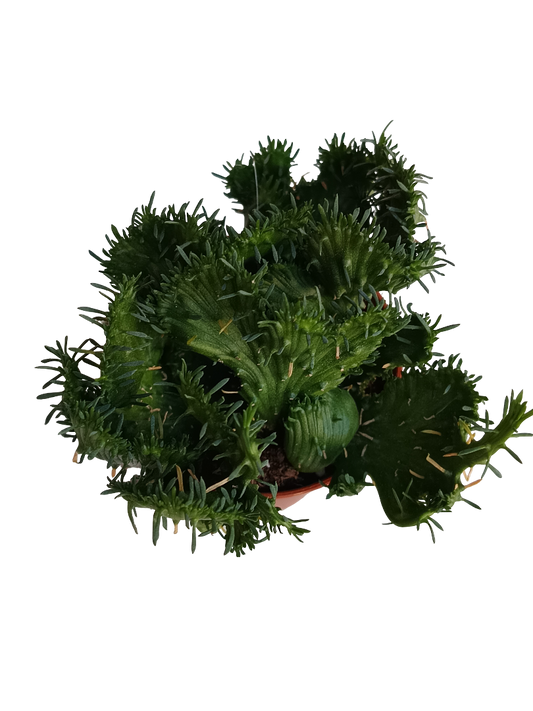 Euphorbia Flanaganii Ø5 Planta Solo Una