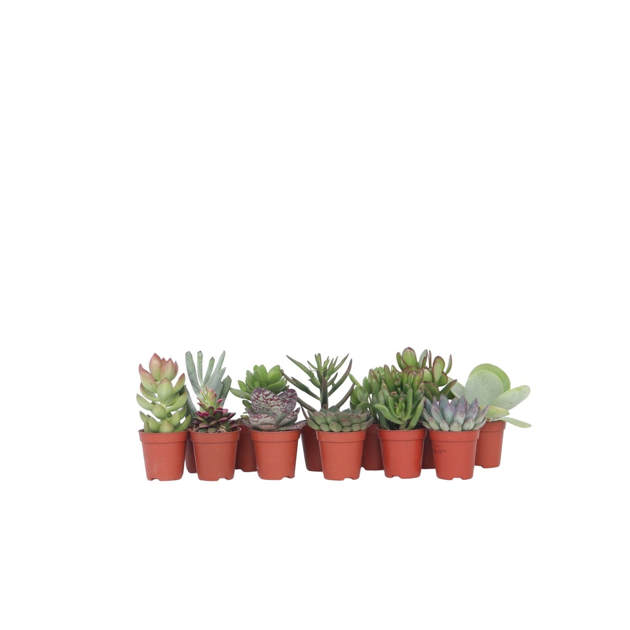 Mezcla De Suculentas - 12 Pzs - Succulent Mix - Altura 5-10cm - ⌀55cm_0
