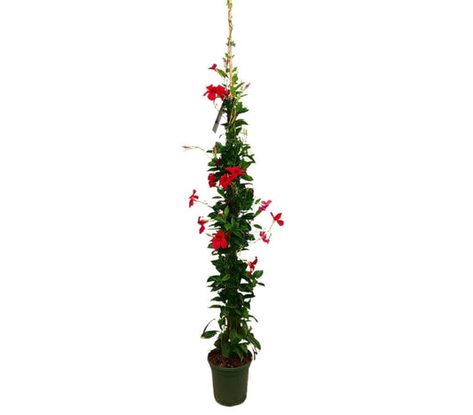 Dipladenia Cosmos Roja M21 160-180cm (mandevilla)_0