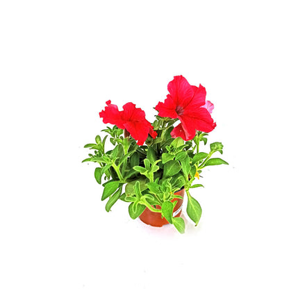 Pack 10 Petunias