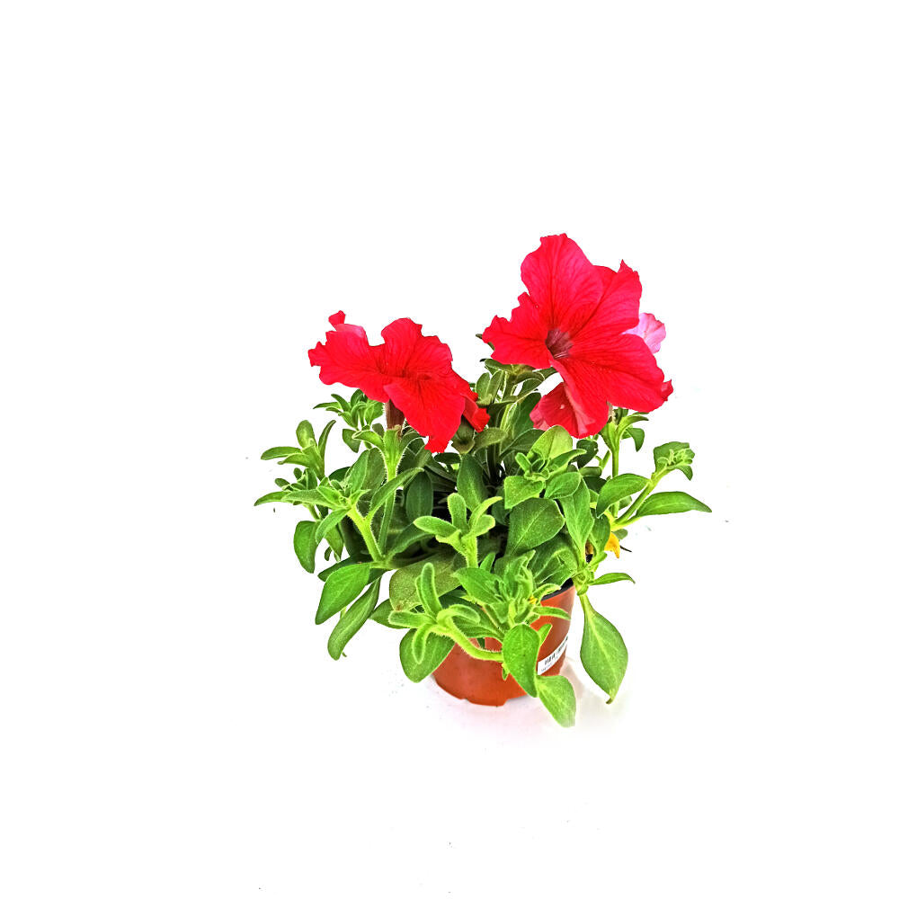 Pack 10 Petunias_2
