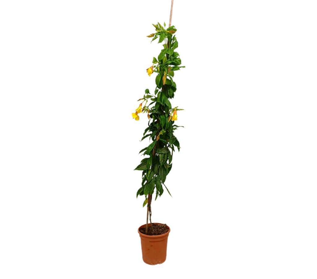 Allamanda Cathartica M20 120cm_0