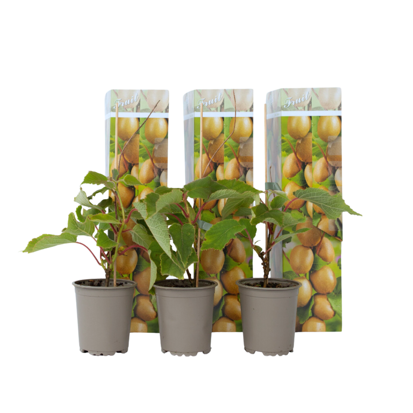 Kiwi Autofértil - 3 Pzs - Actinidia Deliciosa 'jenny' - Altura 20-40cm - ⌀9cm
