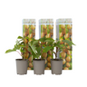 Kiwi Autofértil - 3 Pzs - Actinidia Deliciosa 'jenny' - Altura 20-40cm - ⌀9cm