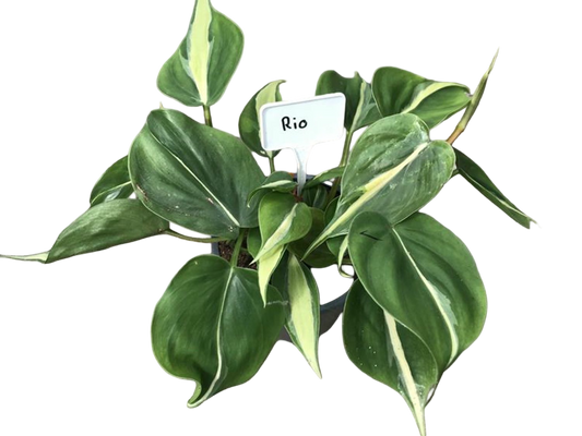 Planta Natural Philodendron Hederaceum 'rio' 1 Ud Ø 12 Alt. 20_0