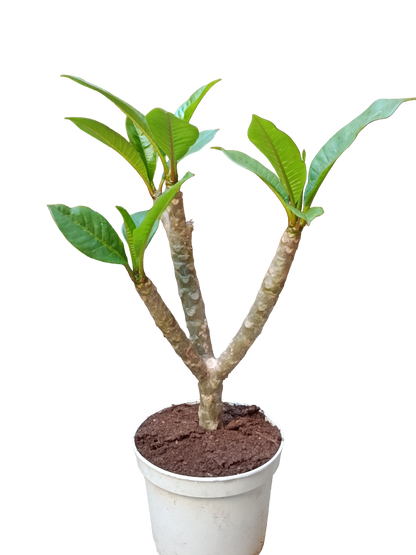 Plumeria Planta De Flor Surtida Sin Identificar Ø17_0