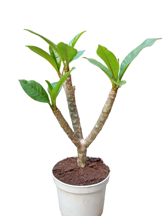 Plumeria Planta De Flor Surtida Sin Identificar Ø17_0