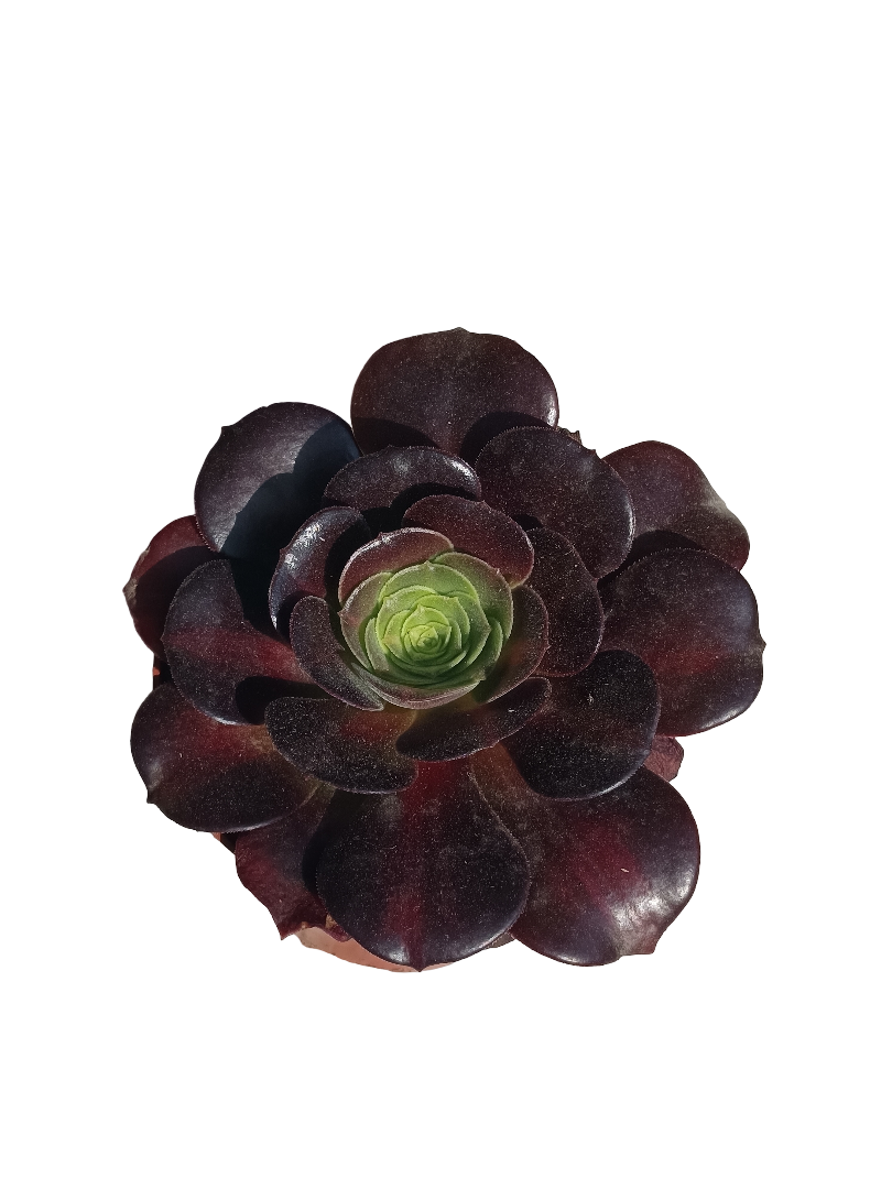 Aeonium Sp Planta Suculenta De Sol Ø8 Cm_0