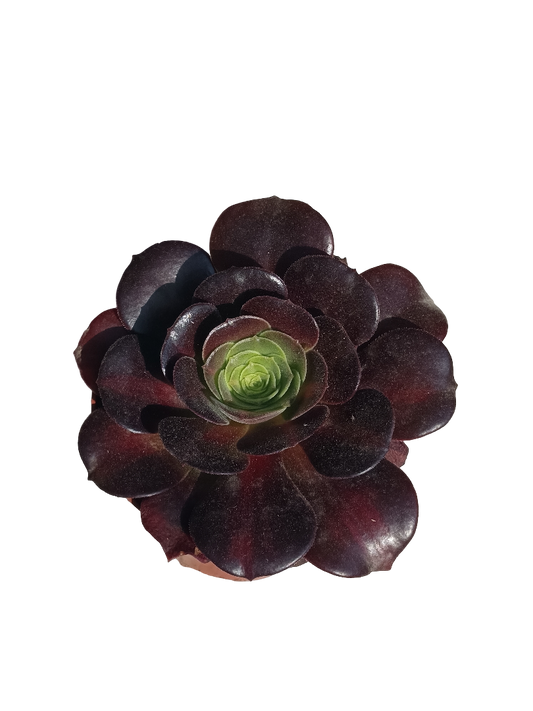 Aeonium Sp Planta Suculenta De Sol Ø8 Cm_0