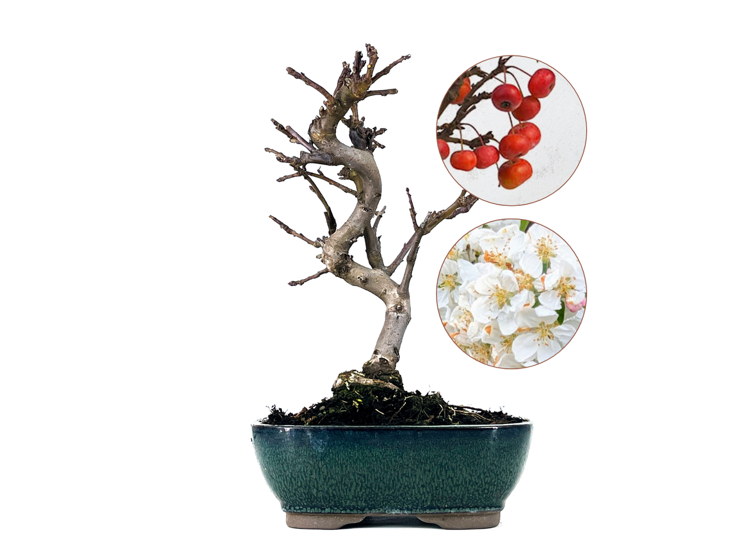 Bonsái Malus – Manzano 9 Años_0