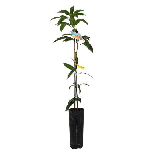 Mango Indica Tb20 120-140cm_0