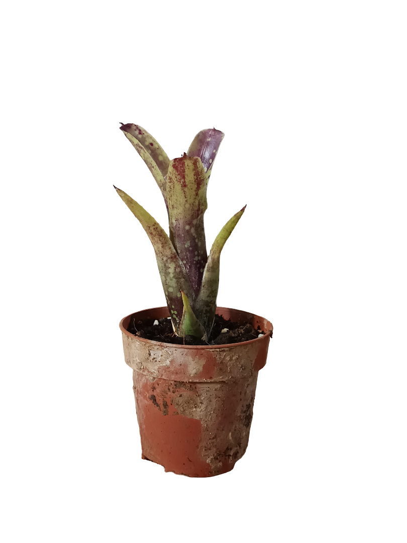 Neoregelia Domino Planta Bromelia Para Terrarios E Inteior_0