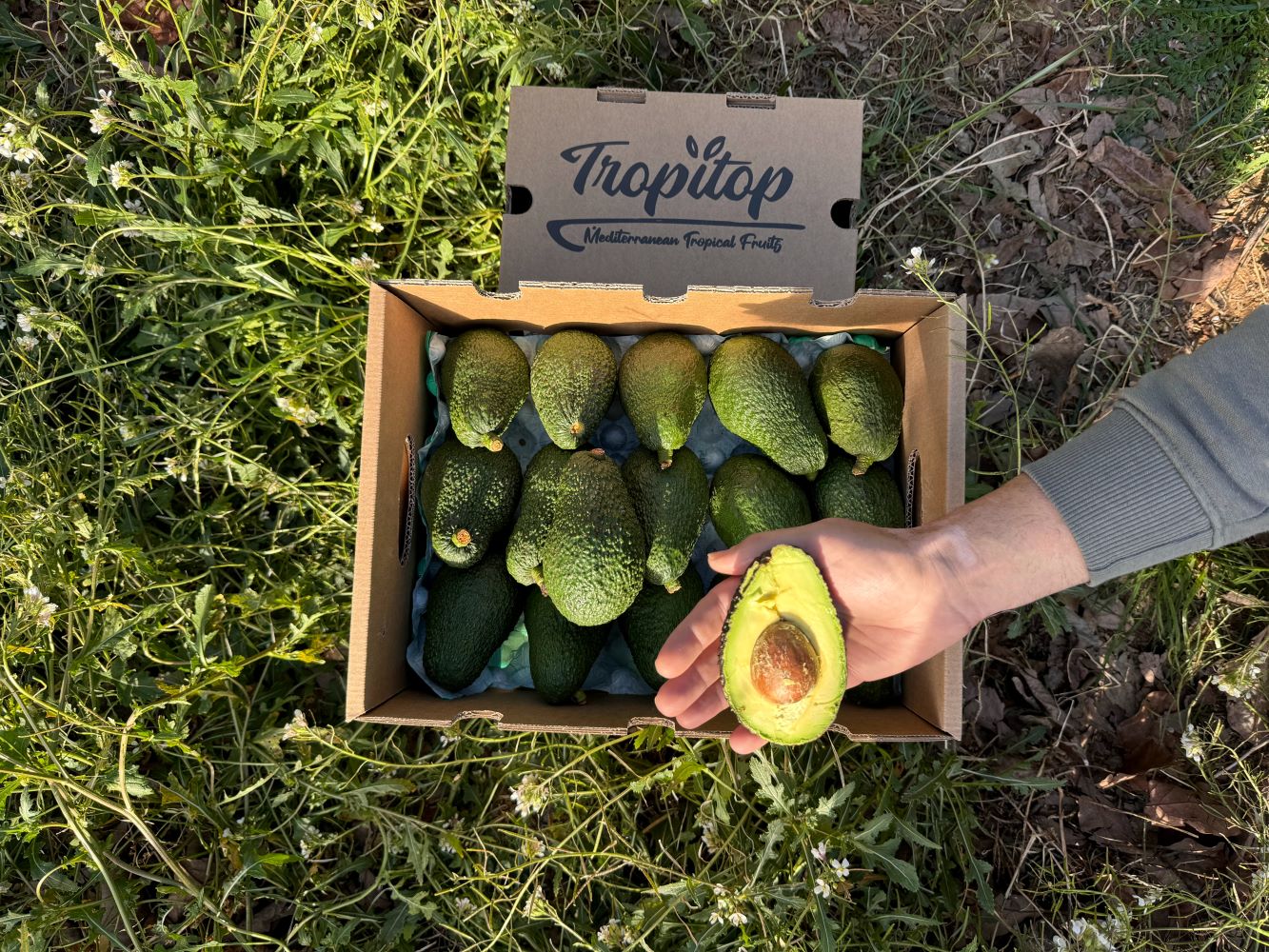 Aguacates Hass Ecológico De Temporada Tropitop 9kg_1