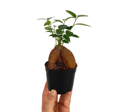 Bonsai Ficus Microcarpa Ginseng M8.5