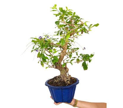 Bonsái Durantha Repens 17 Años (tala Blanca)