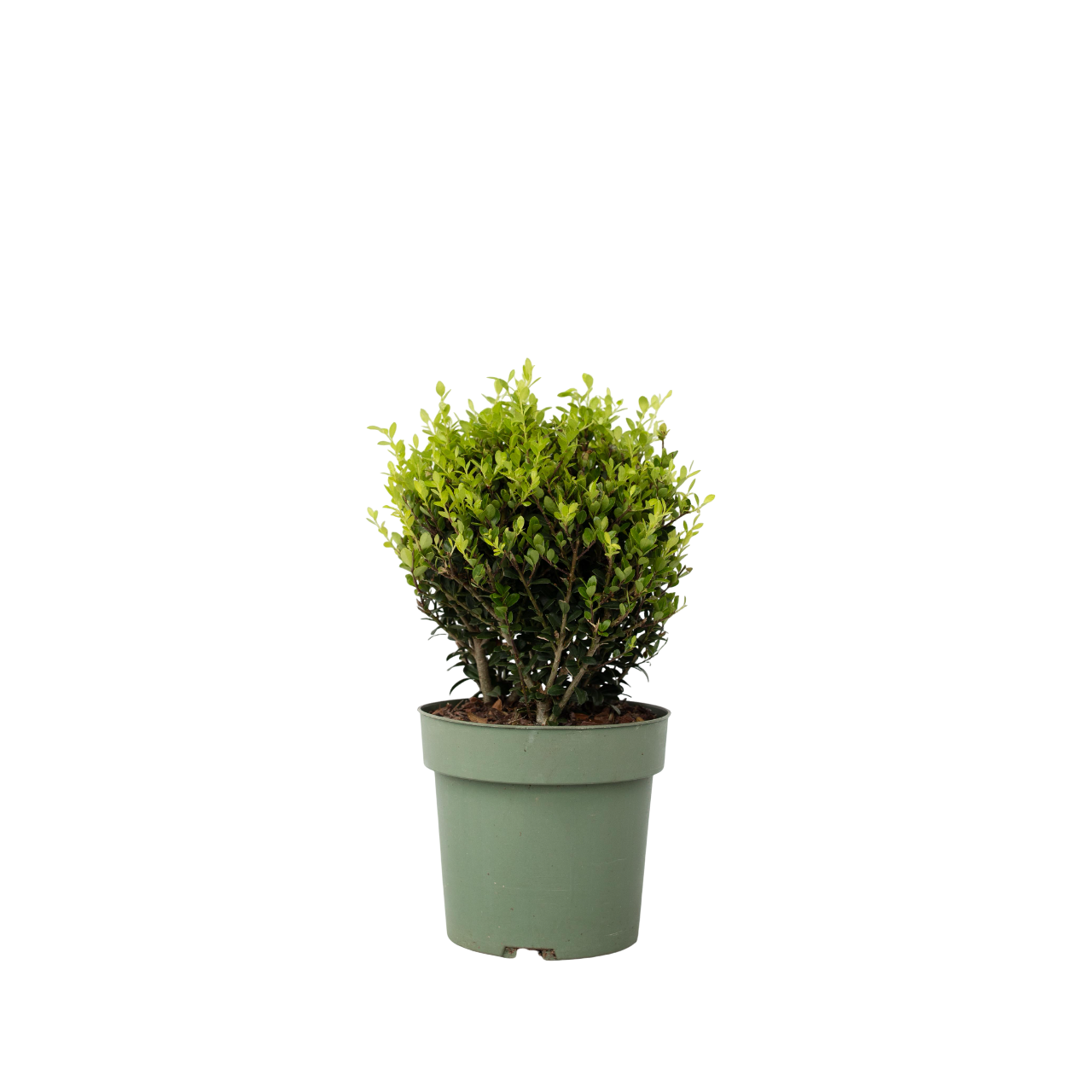 Acebo Crenata - Ilex Crenata 'jenny' - Altura 30-40cm - ⌀17cm_0