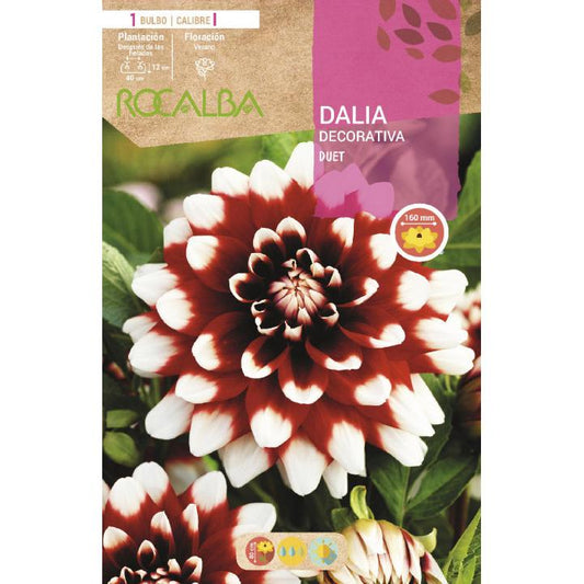 Bulbo Dalia decorativa Granate punta blanca 1 ud