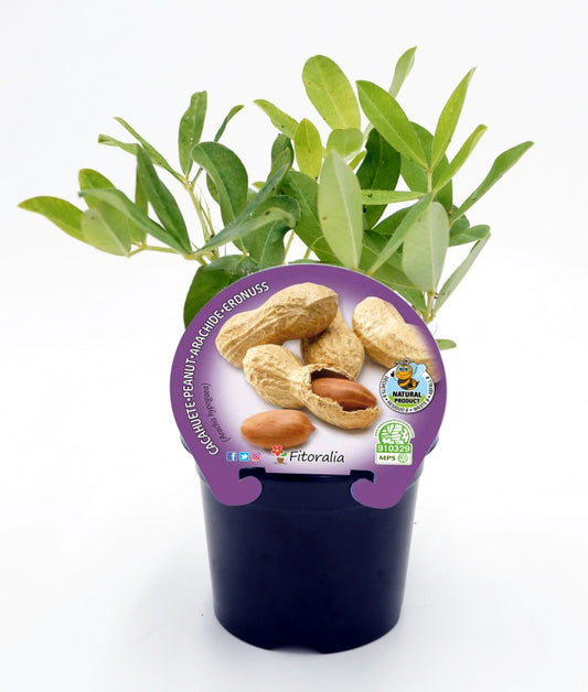 Plantón cacahuete en maceta 10,5 cm. natural - Fitoralia_0