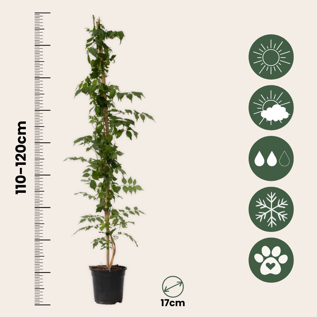 Trompeta Dorada - 2 Pzs - Campsis 'mme Galen' - Altura 110-120cm - ⌀17cm_2