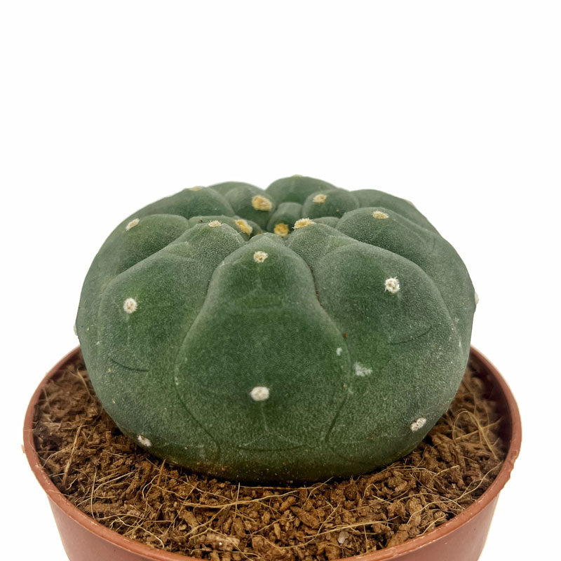 Matucana Madisoniorum Cactus Y Suculentas M8,5 Ø
