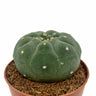 Matucana Madisoniorum Cactus Y Suculentas M8,5 Ø