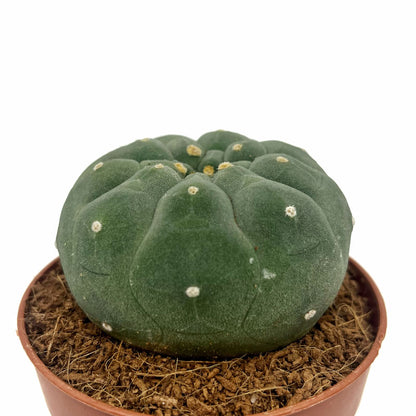 Matucana Madisoniorum Cactus Y Suculentas M8,5 cm Ø_0