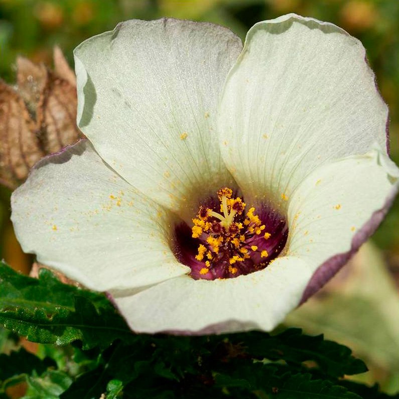 Semillas Aurora Ecológicas_0