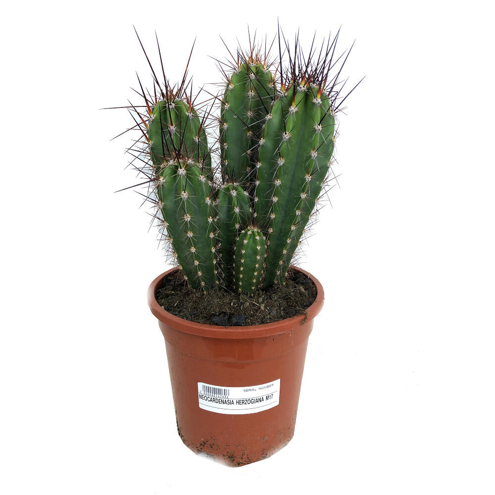 Neocardenasia Herzogiana M17 45cm_0