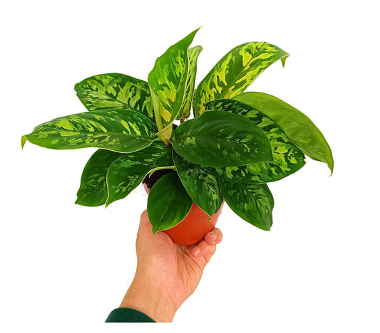 Homalomena Camuflaje M12 20cm_0